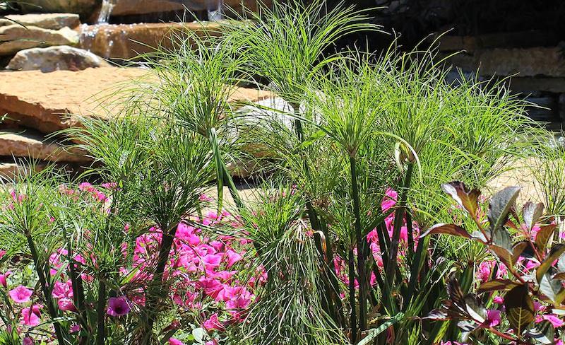 4.- Agregue y mantenga las plantas del jardín de pantano​