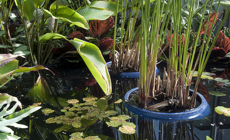 5.- Cómo hacer un jardín de pantano en un contenedor​