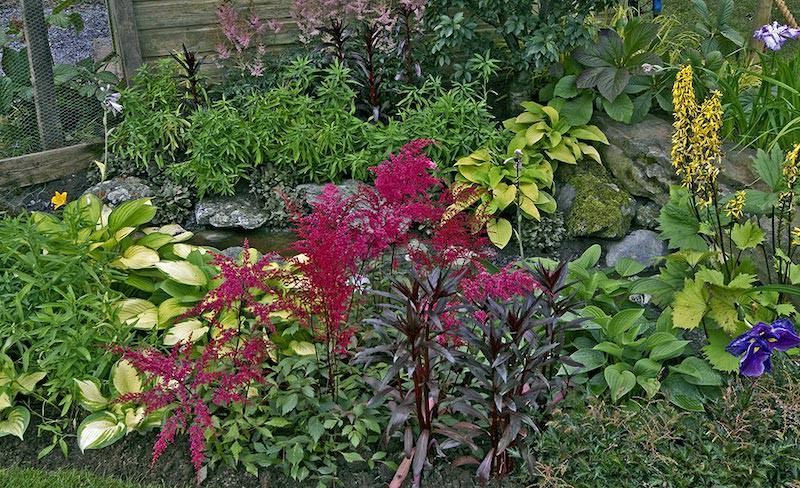 6.- Plantas para tu Jardín Pantanoso