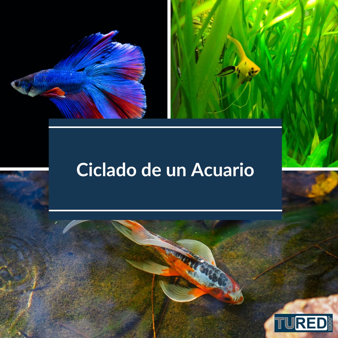 Ciclado de un Acuario de Agua Dulce | Blog tuRed.com